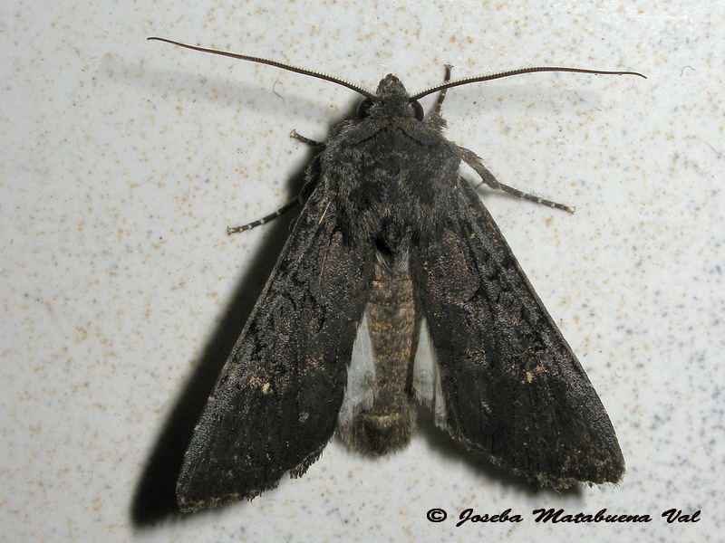 Aporophyla nigra - Noctuidae